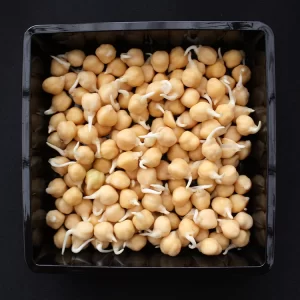 Chick Pea Sprouts
