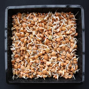 Lentil Sprouts