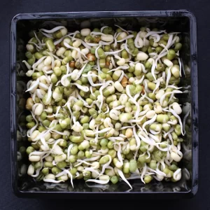 Mung Bean Sprouts